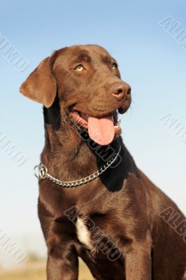 labrador retriever labrador retriever