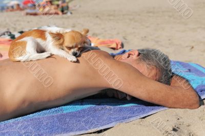 puppy chihuahua on the beach puppy chihuahua on the beach