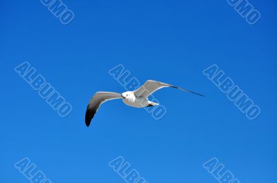 Seagull