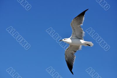 Seagull