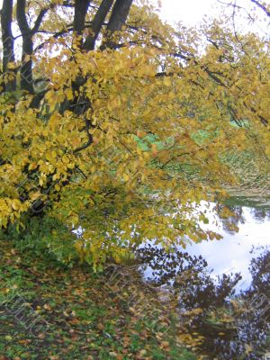The autumn tree The autumn tree