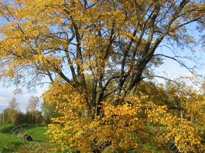The autumn tree The autumn tree