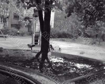 Tree reflection in a car roof.