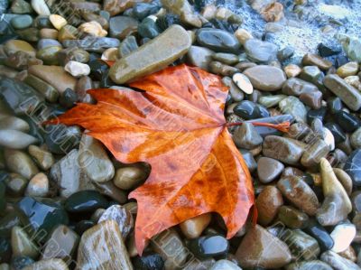 Fallen red leaf on the shore