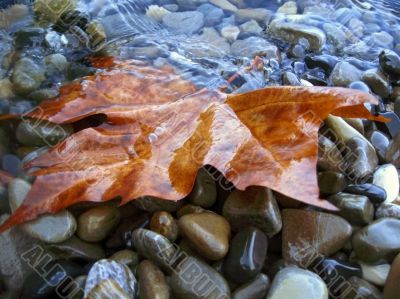 Fallen red leaf on the shore