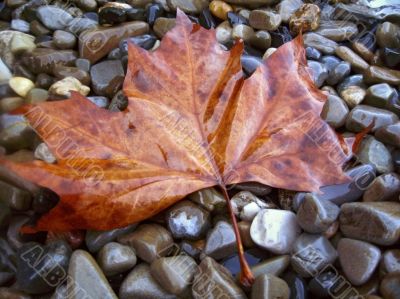 Fallen red leaf on the shore