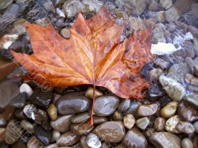 Fallen red leaf on the shore