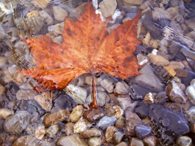 Fallen red leaf on the shore