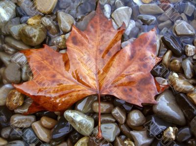 Fallen red leaf on the shore