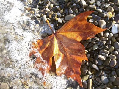 Fallen red leaf on the shore