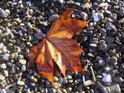 Fallen red leaf on the shore