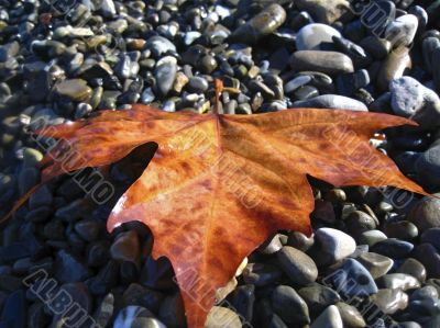 Fallen red leaf on the shore