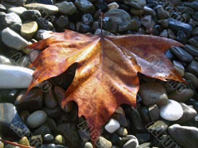 Fallen red leaf on the shore