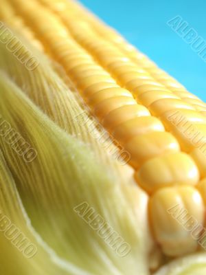 Yellow corn