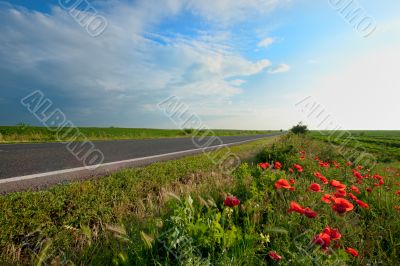 empty road near the poppies