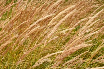 Wild cereal texture