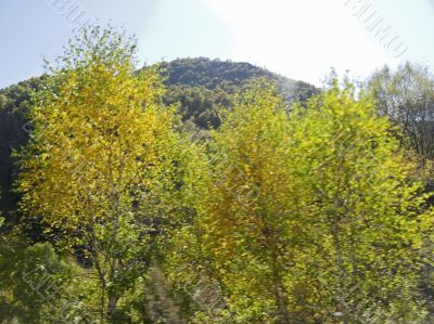 Yellow birch tree and autumn caucasus landscape