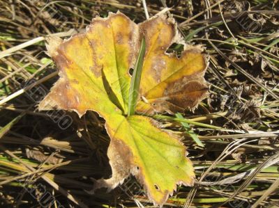 Old fallen leaf on the ground and new grass