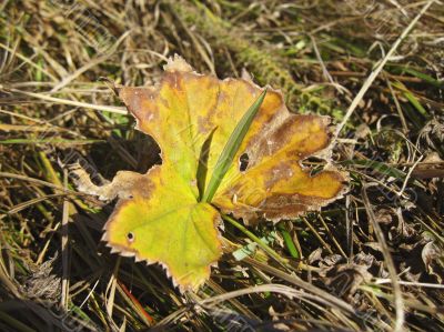 Old fallen leaf on the ground and new grass