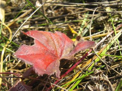 Red autumn leaf lay on the ground