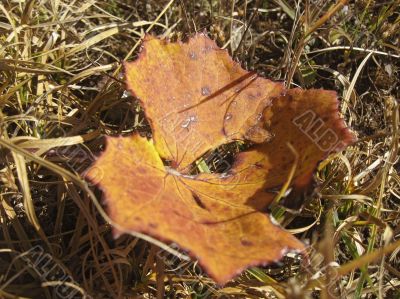 Red autumn leaf lay on the ground