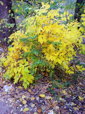 Green and yellow leaves. The fall coming