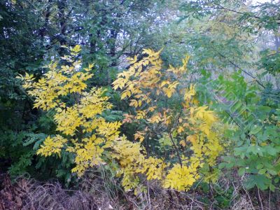 Green and yellow leaves. The fall coming