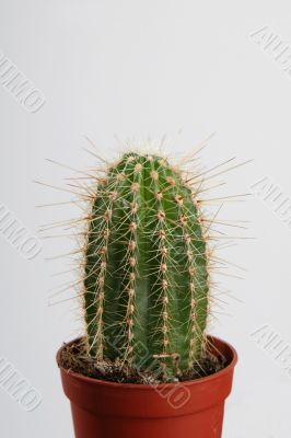 Cactus in crock