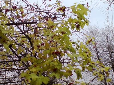 Red berries on the tree. The autumn