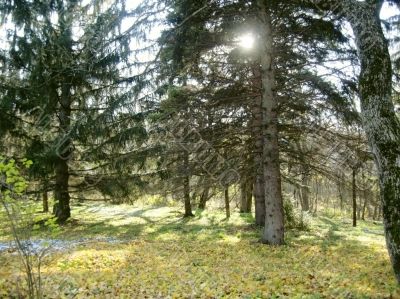 Shiny autumn day in the forest