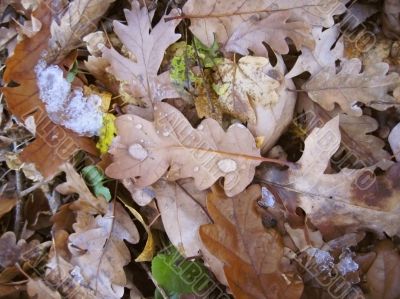 Fallen oak leaves on the ground and the snow