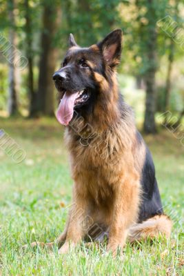  Dog breed german shepherd sitting on the grass