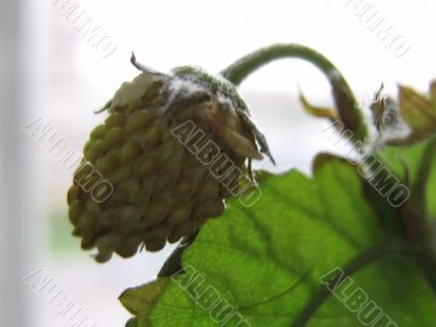 Strawberry on the windowsill