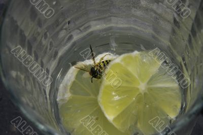 Wasps like martini also.