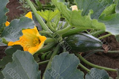 Little marrow type pumpkin and flower.