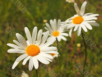 Wild daisies