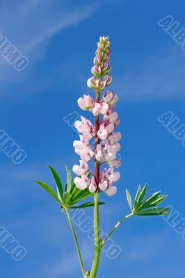 Lupine flower