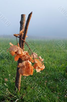 Oak bough