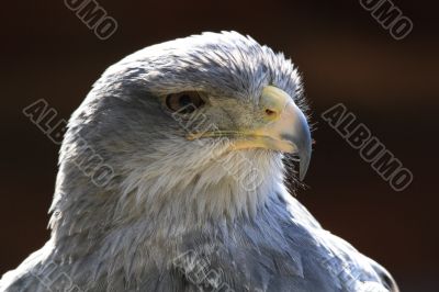 Black-chested Buzzard-eagle