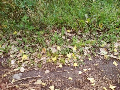 Fallen leaves and green grass. Fall coming