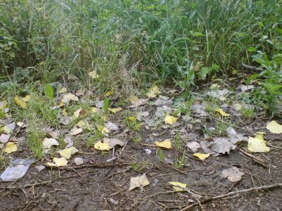 Fallen leaves and green grass. Fall coming