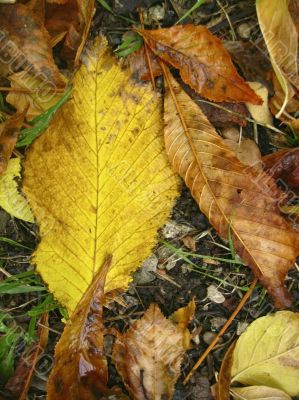 Yellow fallen leaf on the dark ground