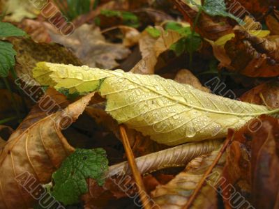 Yellow fallen leaf on the dark ground