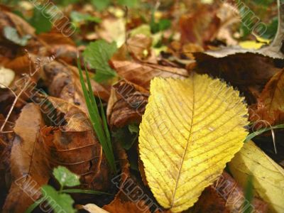 Yellow fallen leaf on the dark ground