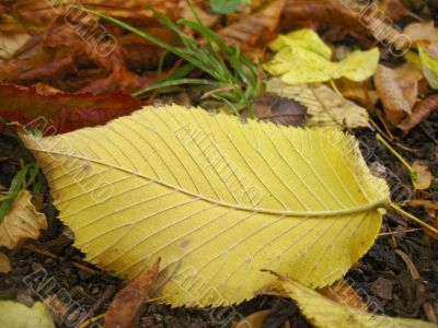 Yellow fallen leaf on the dark ground