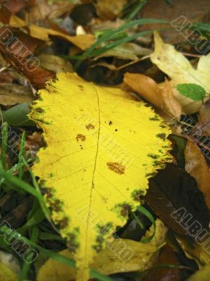 Yellow fallen leaf on the dark ground