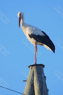 Stork on pole Stork on pole