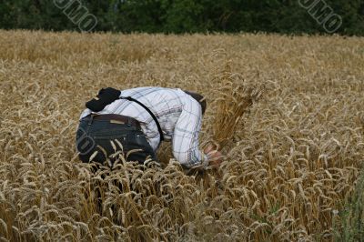 Farmer before harvesting