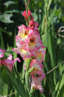 Gladiolus