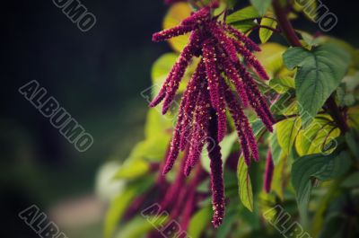 Pink blossom